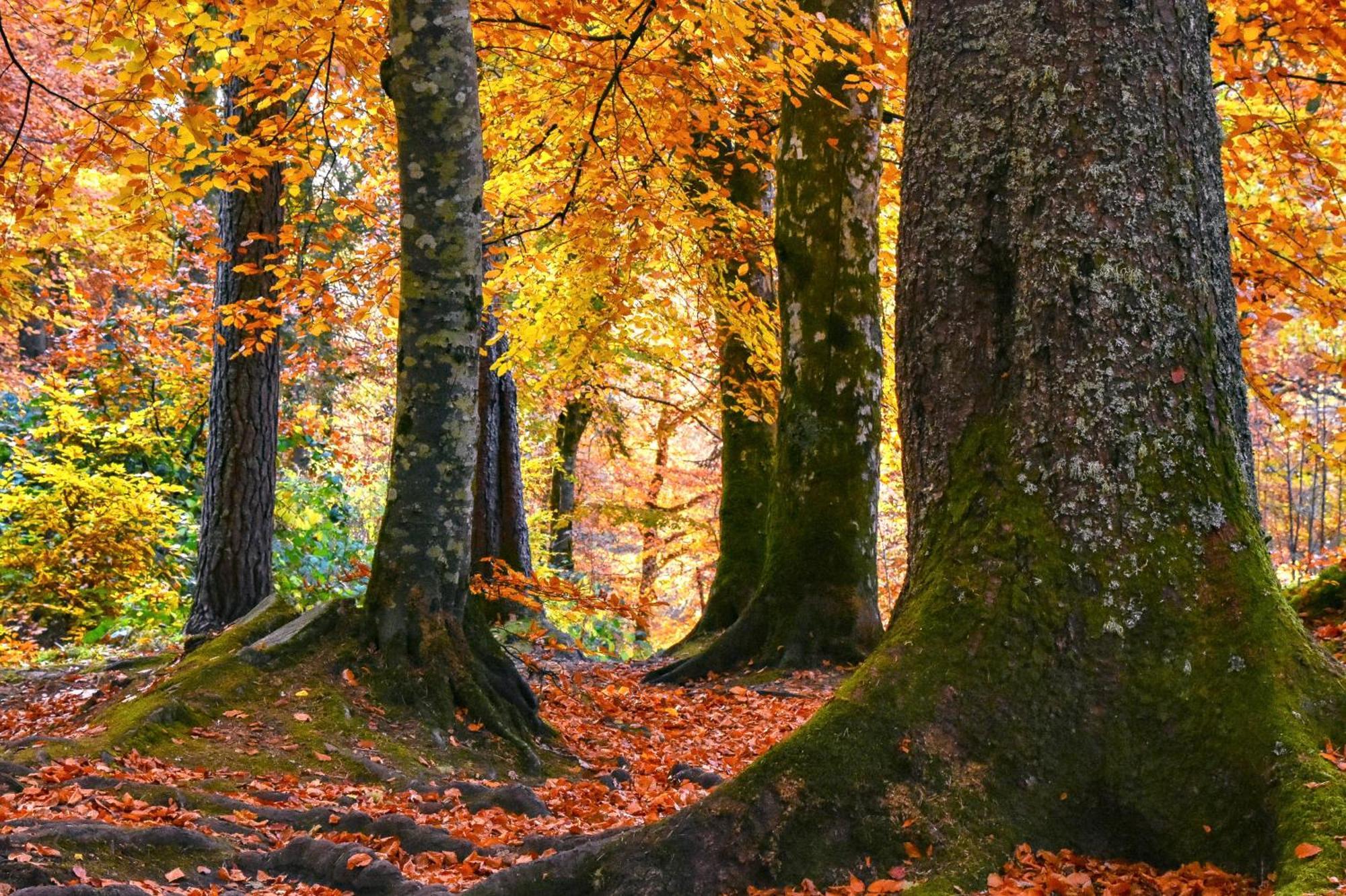 Craik Na Dav B&B Invermoriston Buitenkant foto