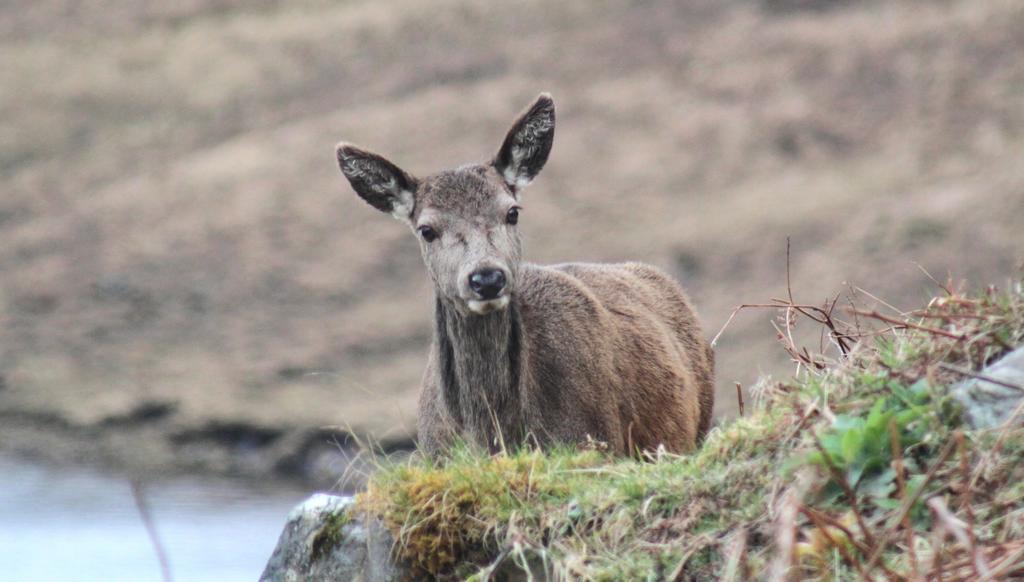 Craik Na Dav B&B Invermoriston Buitenkant foto